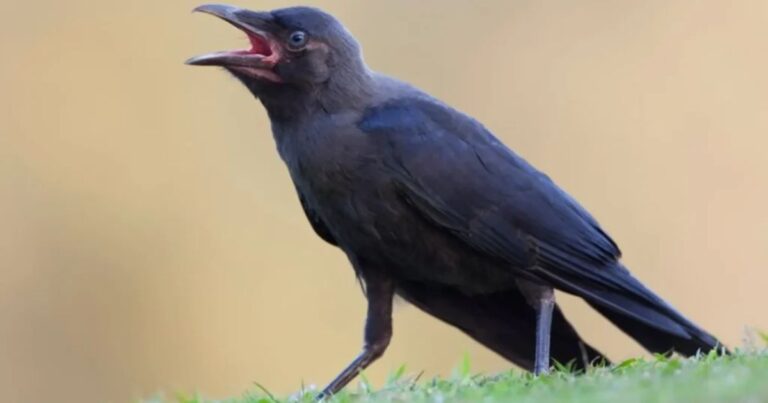 550+ Best Crow Names: Unique, Funny & Clever Name Ideas