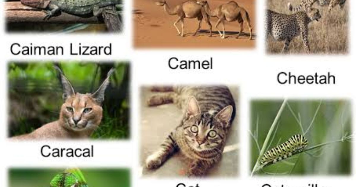 300+ Names For Animals That Start With C: Ultimate List