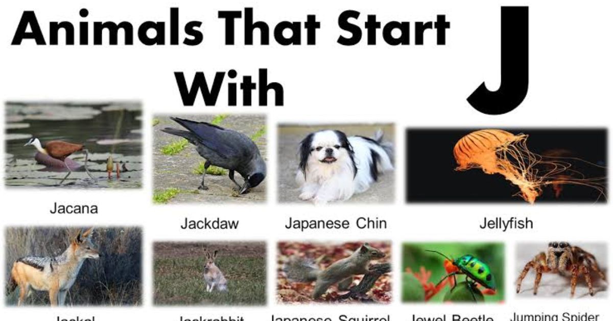 200+ Names For Animals that start with J: Cute & Funny Name