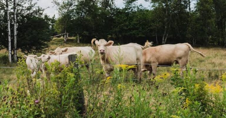 900+ Cute Cow Names: Funny, Cute & Classic Name Ideas
