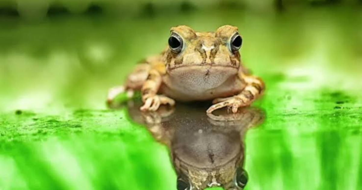 800+ Cute Frog Names That are Funny, Unique & Creative