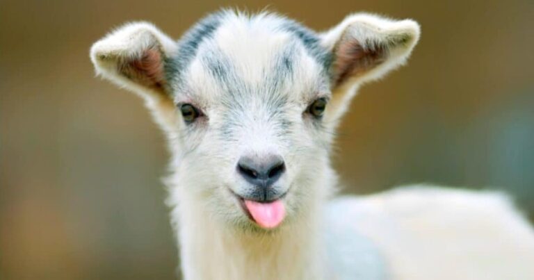600+ Cute Goat Names That are Funny, Unique & More
