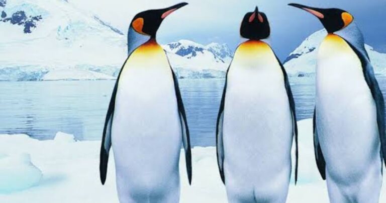 650+ Cute Penguin Names to Melt Your Heart