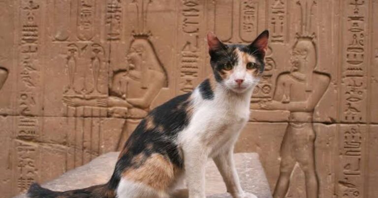 600+ Egyptian Cat Names For Male & Female With Meanings