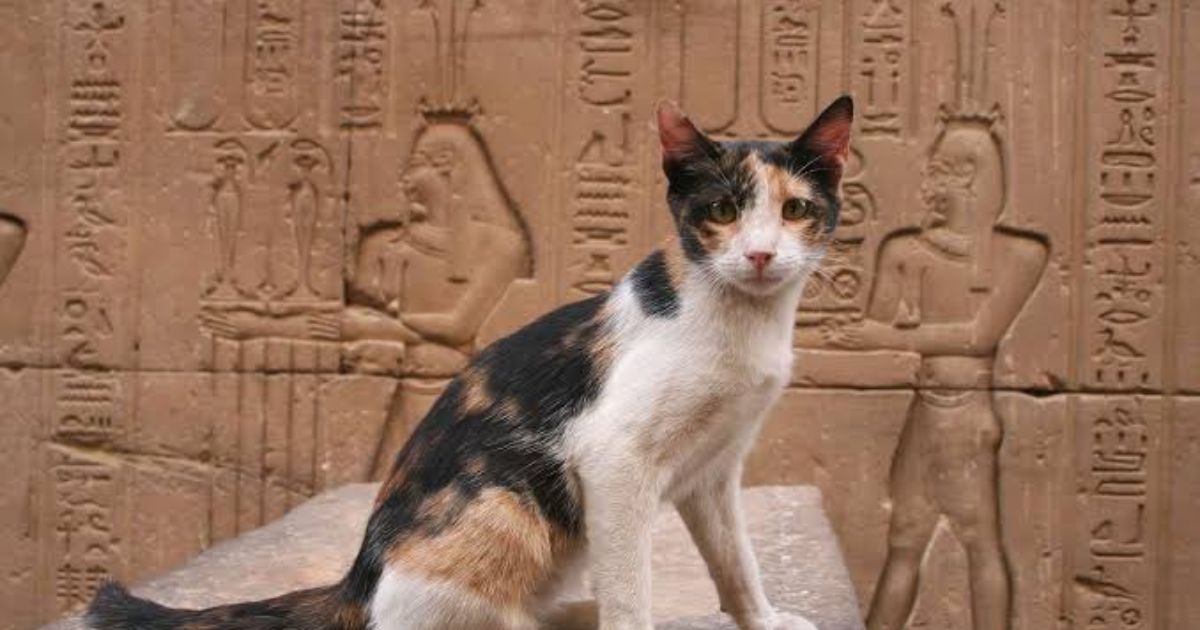 600+ Egyptian Cat Names For Male & Female With Meanings