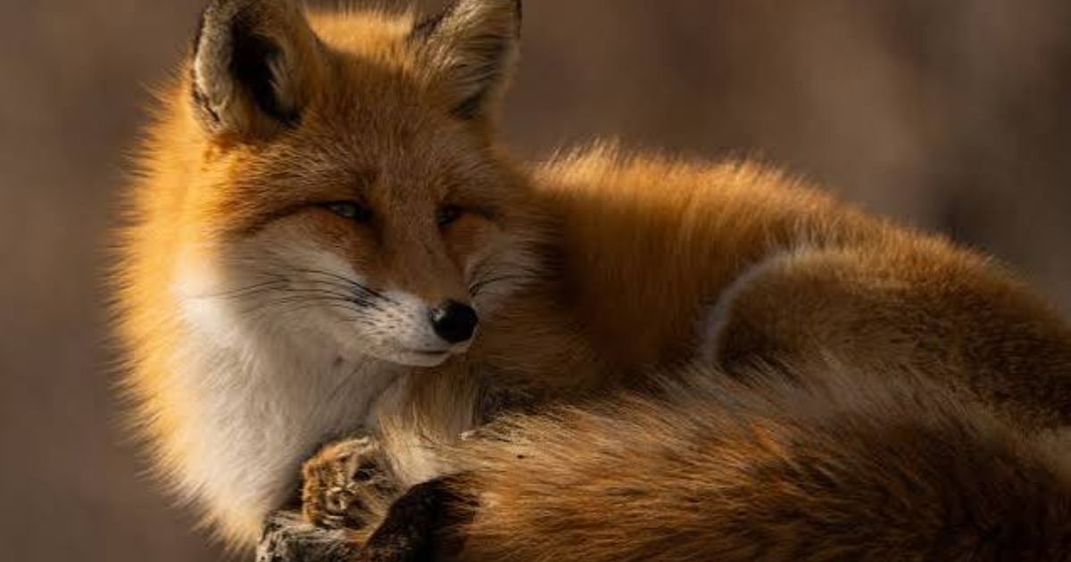 500+ Funny Fox Names: Clever, Funny & Unique Name Ideas