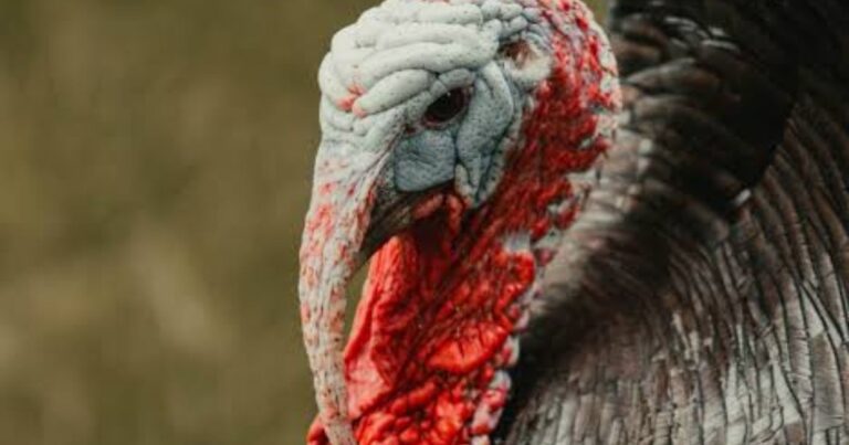 800+ Funny Turkey Names: Unique, Good & Famous In 2026