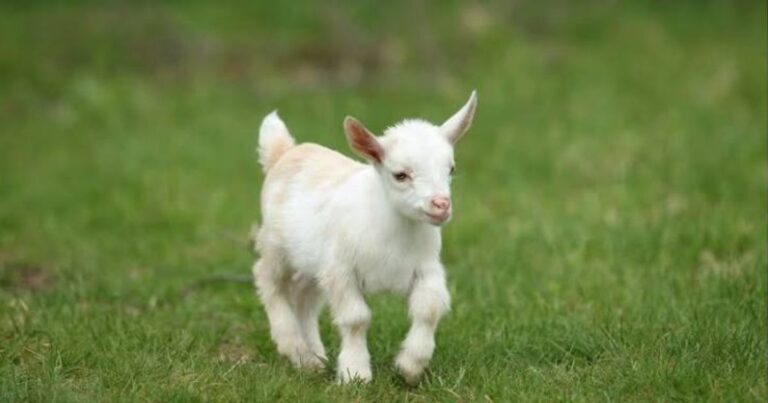 600+ Best Goat Names Ideas: Unique & Funny Names