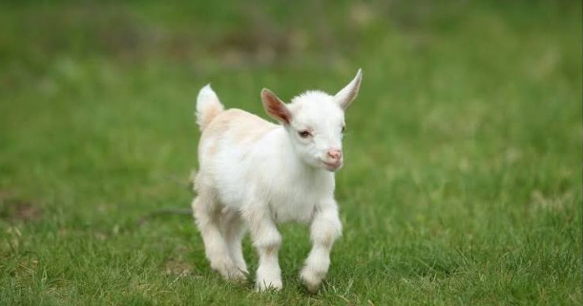 600+ Best Goat Names Ideas: Unique & Funny Names