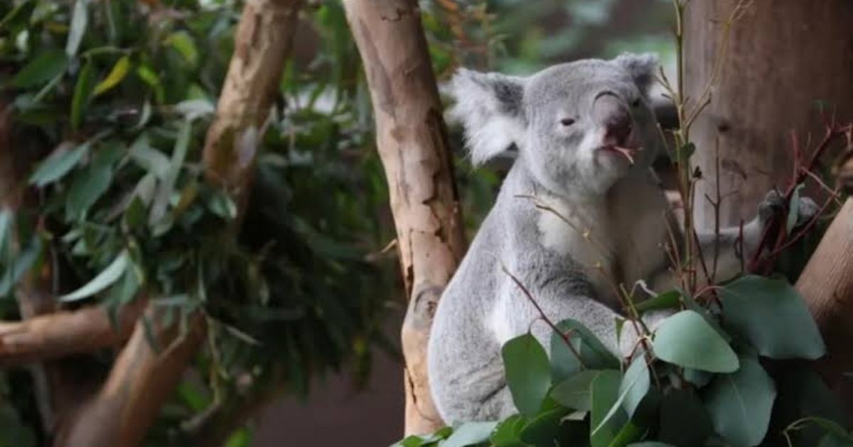 600+ Cute Koala Names: Unique & Funny for Your Furry Friend
