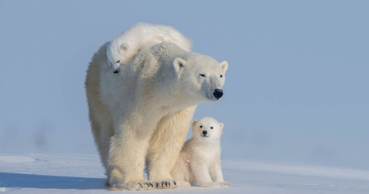 1100+ Polar Bear Names That Are Totally Adorable
