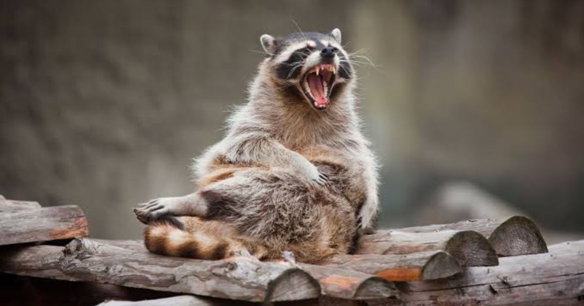 550+ Raccoon Names That are Funny, Unique, Cool & More