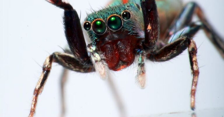 500+ Unique Spider Names That Are Creepy, Clever & Cool