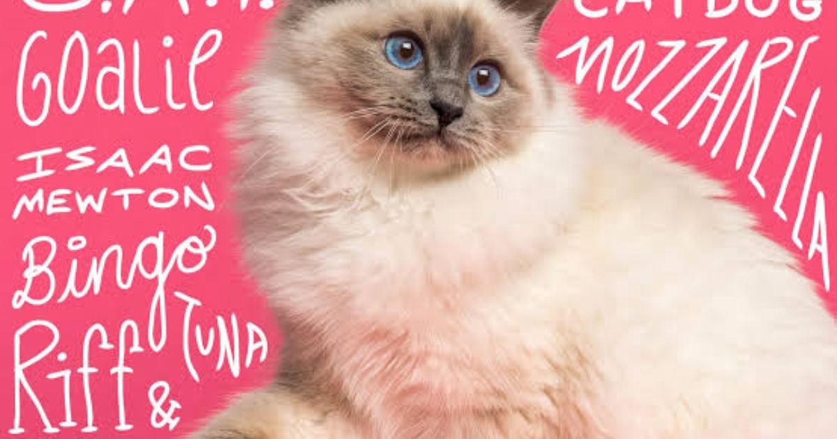 900+ Unique Cat Names: Cute & Funny Names For Your Feline
