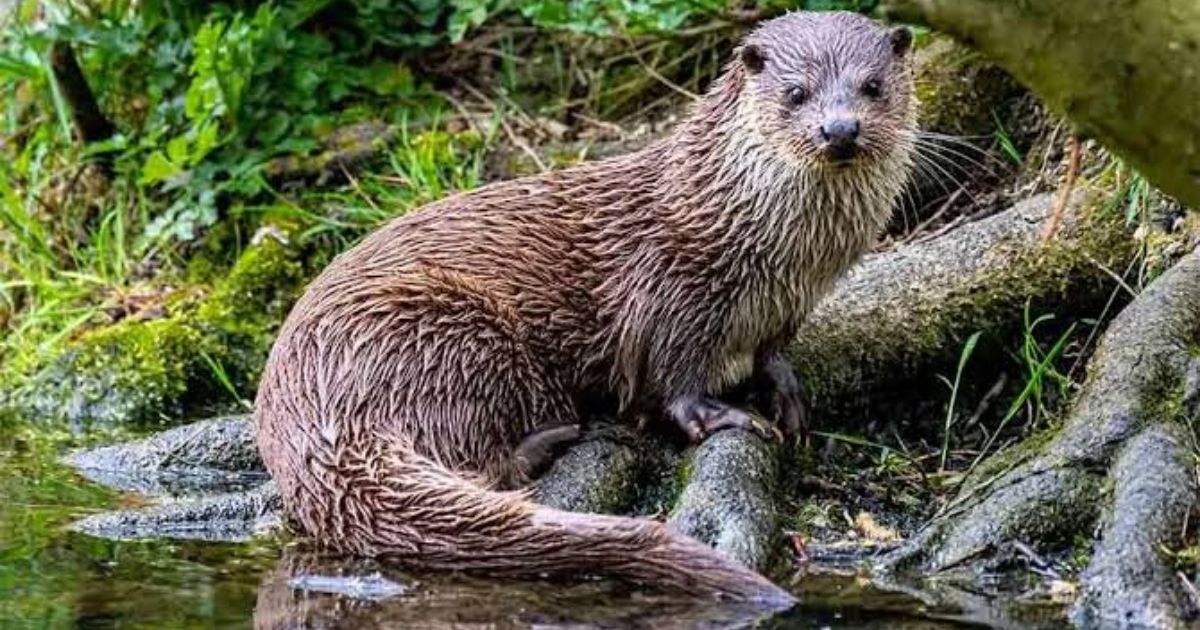 250+ Best Animals That Start With O: List Of Animals Starting With O