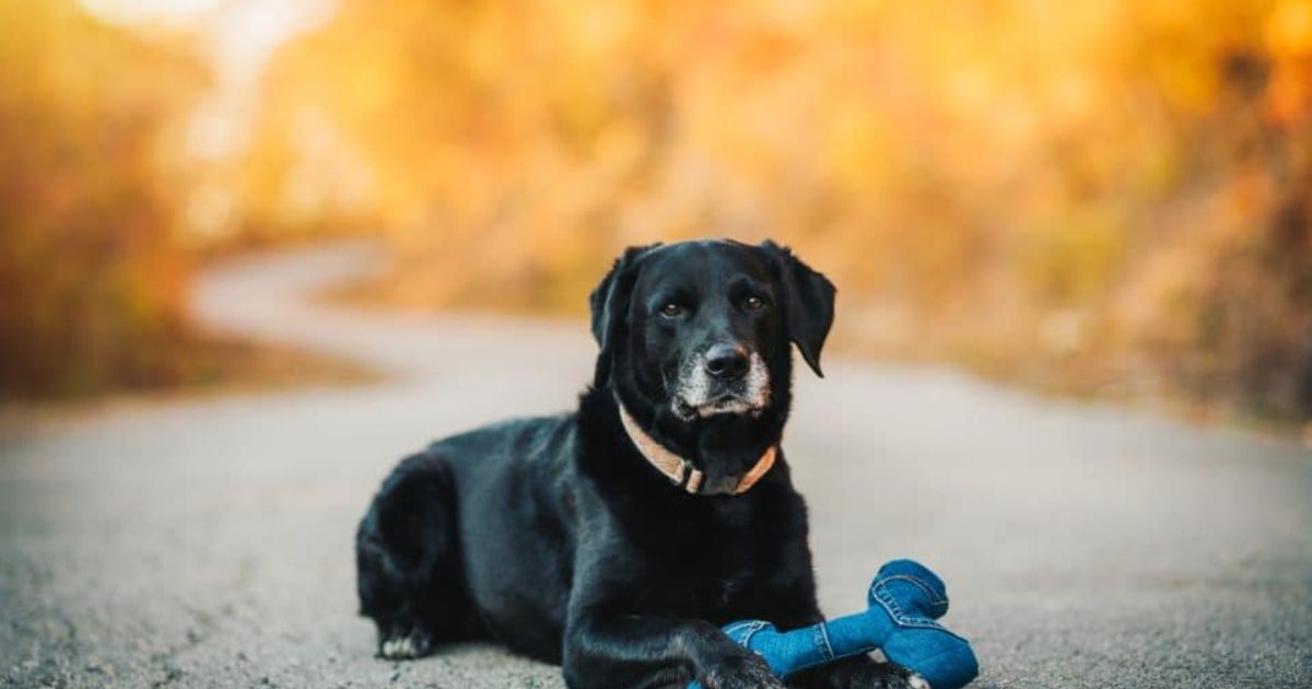 900+ Black Dog Names: Unique & Famous Dog Names