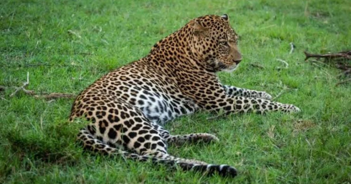 400+ Best Cheetah Names: Cute & Funny Name Ideas