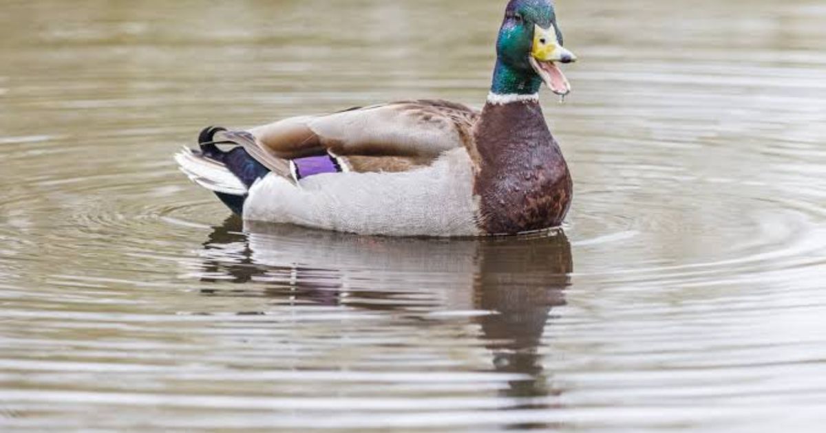500+ Funny Duck Names: Cute, Unique & Catchy Name Ideas