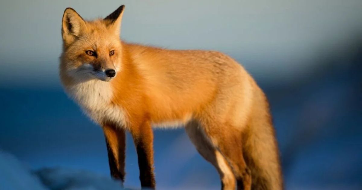 550+ Best Fox Names: Unique & Funny Name Ideas