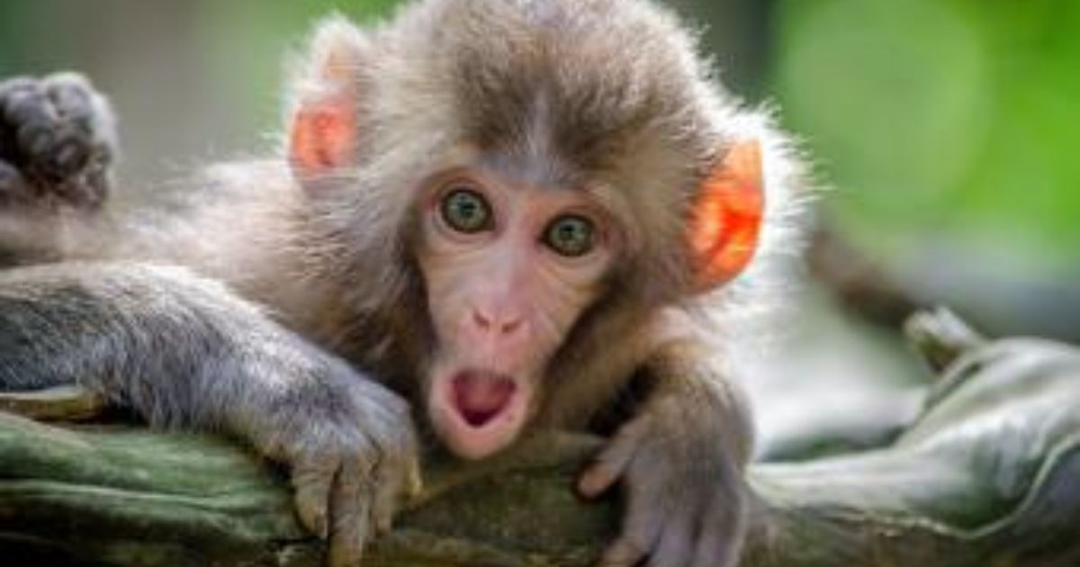 350+ Funny Monkey Names: Cool & Unique Names Ideas