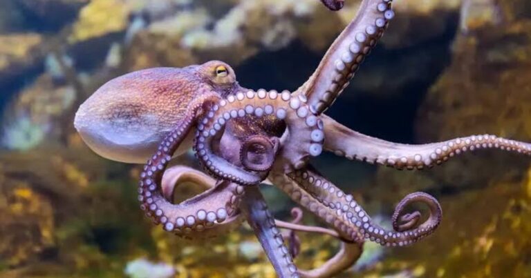 850+ Octopus Names That Are Clever, Cute And Creative