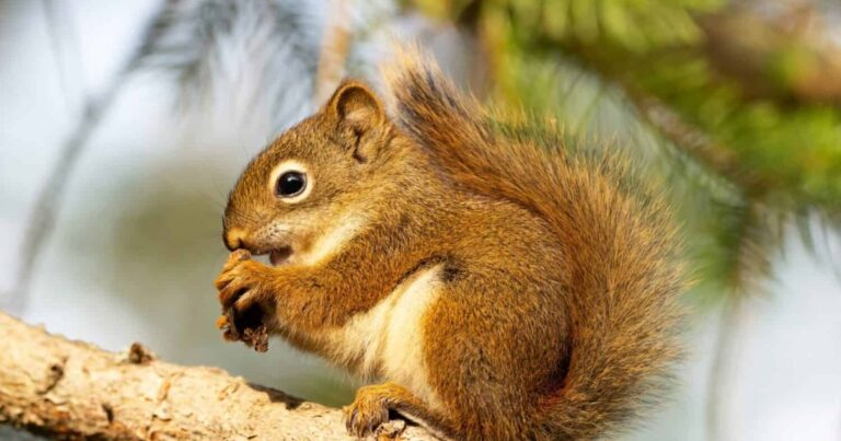 1000+ Squirrel Names: Best Ideas for Your Fuzzy Friend