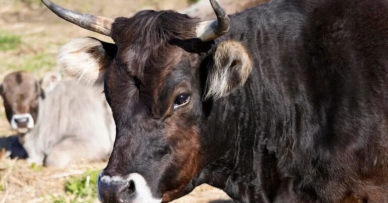 800+ Best Bull Names: Funny, Classic, and Unique Ideas