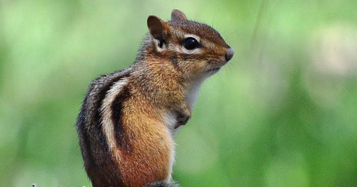 450+ Best Chipmunk Names: Best, Cute and Funny Ideas
