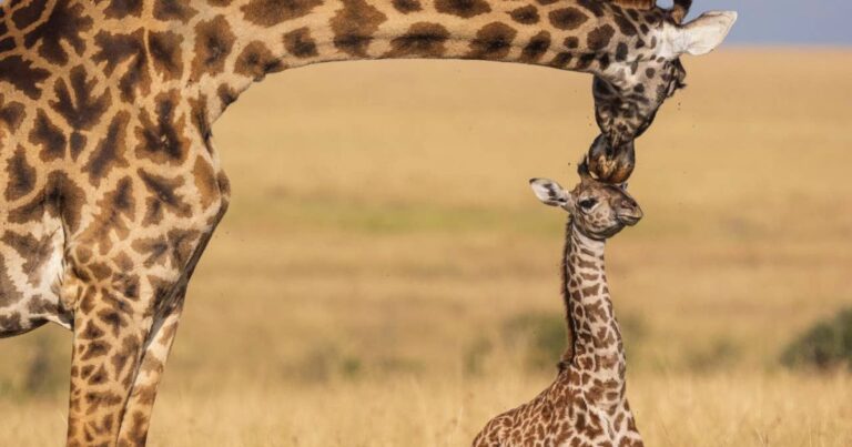 500+ Giraffe Names: Cute, Funny, and Unique Name Ideas for Your Furry Friends