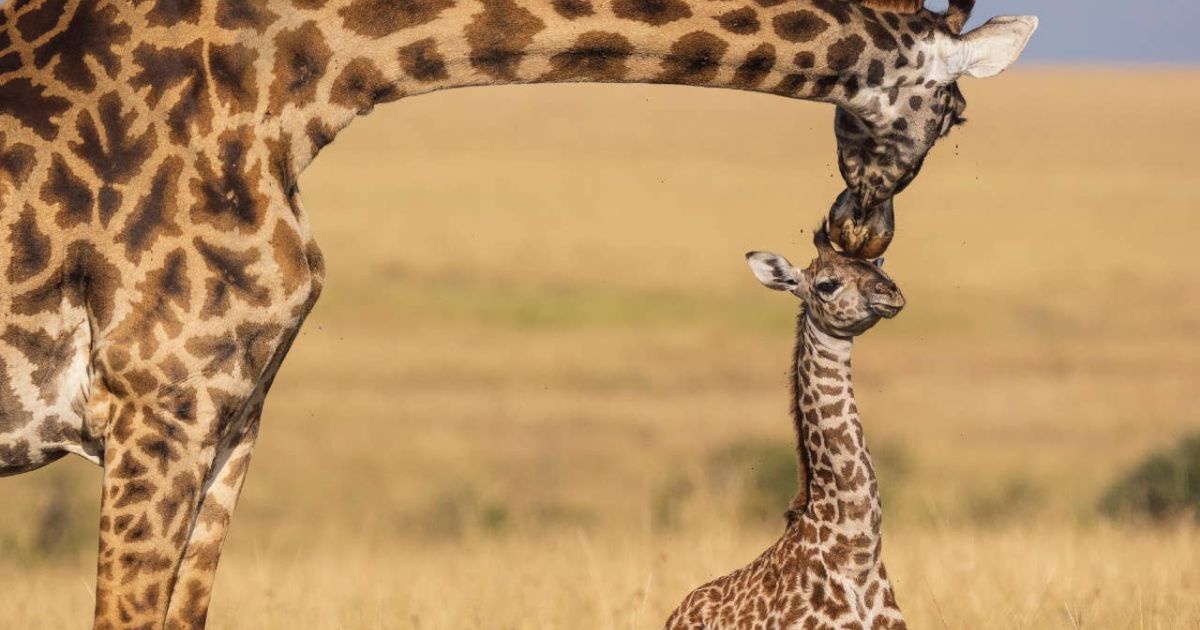 500+ Giraffe Names: Cute, Funny, and Unique Name Ideas for Your Furry Friends