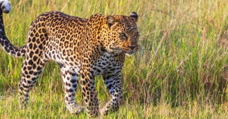 800+ New Leopard Names That are Creative Funny & More
